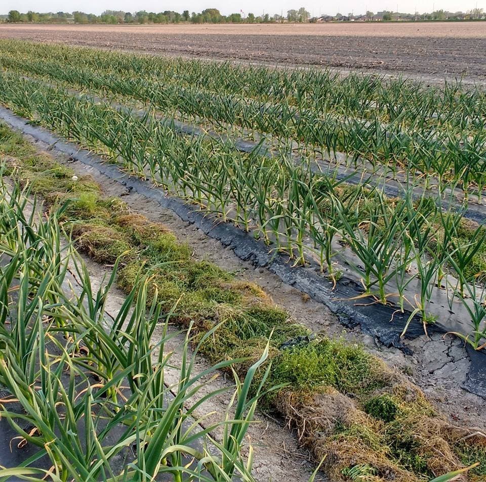 Open Farmland grown at Vrolyk Farms