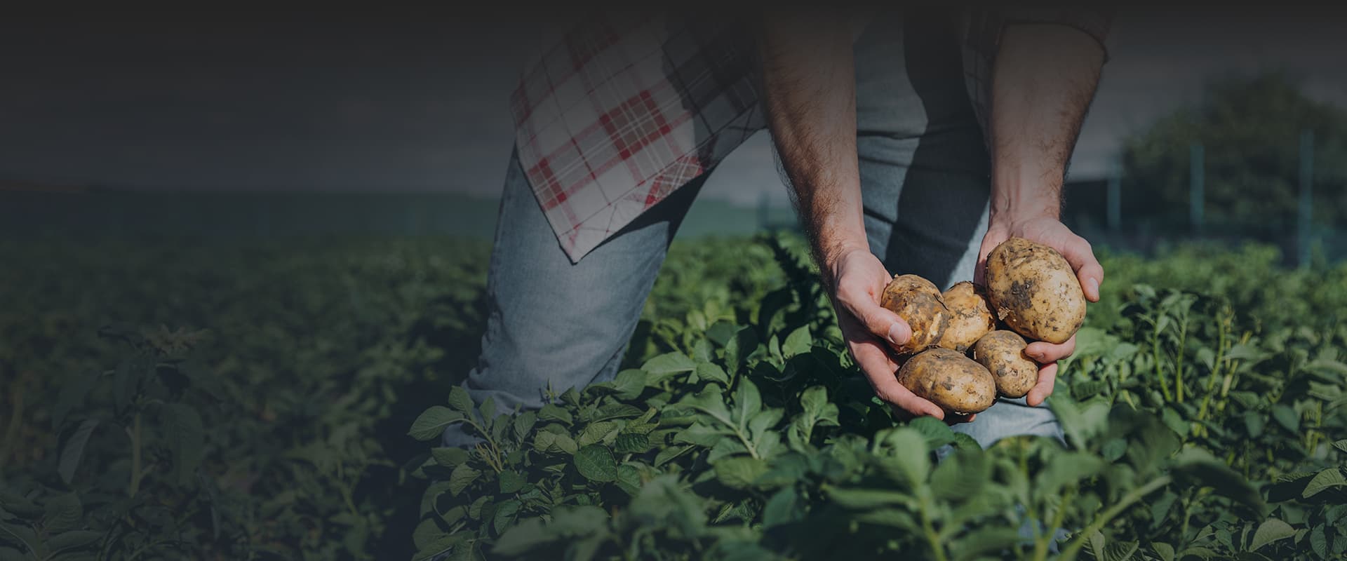 Market Selection grown at Vrolyk Farms